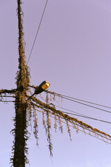 electricité, energie, lampe, lumiere, poteau, vegetation, envahissante, plante © J-L Flémal - BE