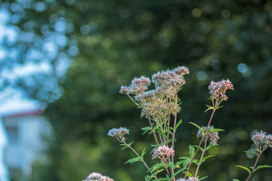 natural eupatorium fortunei flower photo