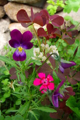 Summer wildflowers: magenta carnation, wild purple pansy and white clover with red-brown leaves. A natural bouquet of wild flowers among green grass on a background of gray-beige stones.