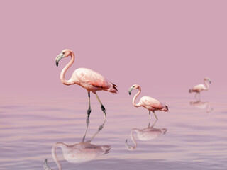 Beautiful flamingos walk on the lake at the pink sunset. Exotic birds stand in pink water. Wild nature background.