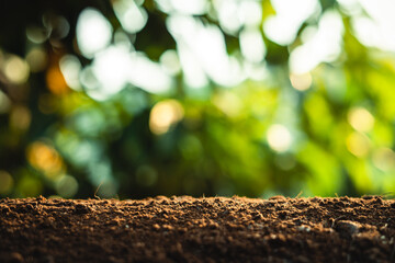 Young trees are growing on the soil in nature.