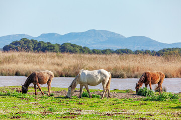 Nature reserve with wild horses .  Grazing mustangs . Three wild horses at pasture