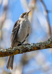 Galápagos mockingbird (Mimus parvulus), an endemic bird of Galapagos