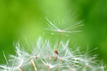 dandelion seed head