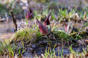 Skunk cabbage (Symplocarpus foetidus)
is one of the first native  plants to grow and bloom in early spring in the Wisconsin.