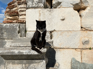 cats in Ephesus Ancient Greek city
