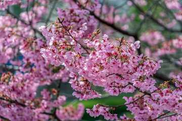 Pink flower, Cherry blossoms tree in spring.