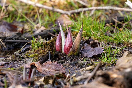 Skunk cabbage (Symplocarpus foetidus)
is one of the first native  plants to grow and bloom in early spring in the Wisconsin.