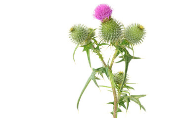 Thistle (Cirsium vulgare) isolated on white background 
