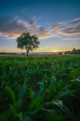 Langzeitbelichtung Maisfeld