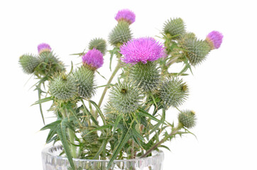 Thistle in vase isolated on white background 