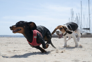 Dachshund and beagle puppy playing 