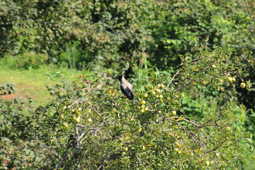Gray crow photo in apple tree