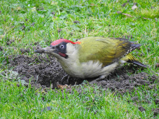 Green woodpecker on the ground