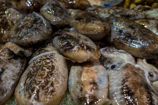 Cuttlefishes on ice in a food market