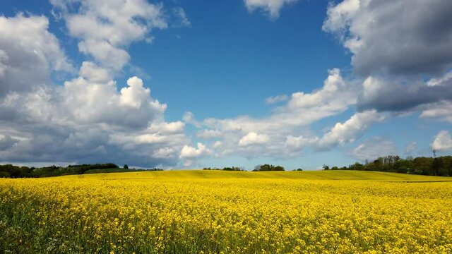 Canola field with trees under towering sky