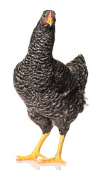 one black chicken isolated on white background, studio shoot