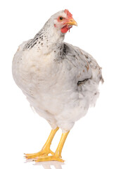 one white chicken isolated on white background, studio shoot