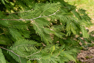 Mimosa Acacia dealbata (silver or blue acacia) in southern cultures of Adler Arboretum. Green leaves on branches of southern plant. on blurred background. Close-up. Selective focus. Spring in Sochi.