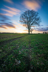 Eiche im Sonnenuntergang