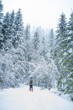 Man crosscountry skiing into a wilderness forest