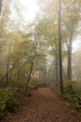 Obraz premium The Rheinsteig walking path near Koblenz on a misty morning