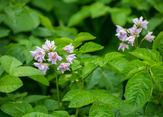 Beautiful pink flowers at sunny day - Solanum crispum. Selective focus.