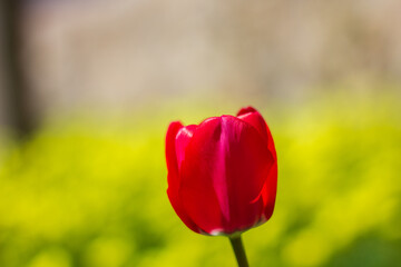 Isolated red tulip blooming in spring