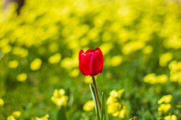Isolated red tulip blooming in spring