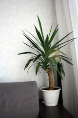 Yucca. A houseplant against a white wall. A plant on the armrest of a gray sofa.