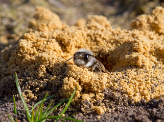 A female Grey-backed mining bee in the entrance to her hole