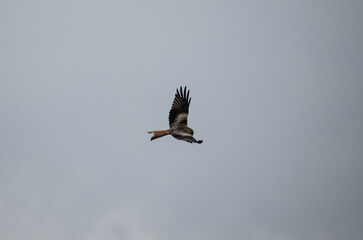 Red Kite In The Sky