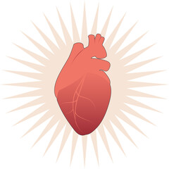 Illustration of realistic stylized human heart on star and white background