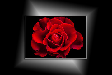 Beautiful Red Rose, canvas isolated on black background, interior decoration mock up
