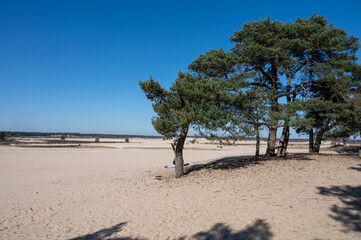 Walking trails in Dutch national park Loonse en Drunense duinen with yellow sandy dunes, pine tree forest and dried old desert plants