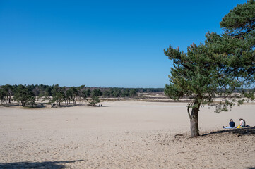 Walking trails in Dutch national park Loonse en Drunense duinen with yellow sandy dunes, pine tree forest and dried old desert plants