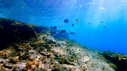 Naklejka na ściany i meble Underwater photo of beautiful landscape and scenery of sunlight and schools of fish.