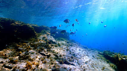 Fototapeta na wymiar Underwater photo of beautiful landscape and scenery of sunlight and schools of fish.