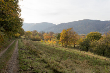 Fototapeta na wymiar The Rheinsteig walking path near Osterspai 
