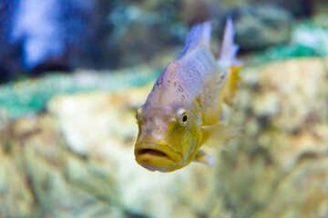 Tropical fish in the aquarium