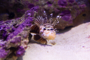 Zebra fish hiding in the rocks in the aquarium