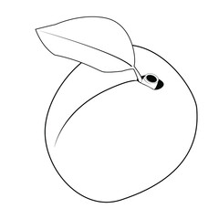 one apricot with leaf, coloring book for children, orange fruit, on white background