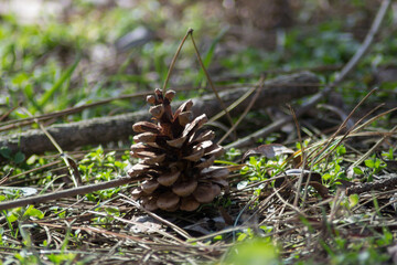 Pinecones on the ground, nature’s beauty, early spring season, fallen cones from a tree