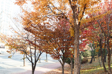 Fototapeta premium autumn trees in the park