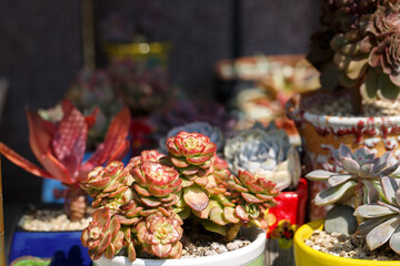 Macro of young cactus