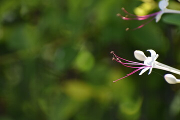 red and white flowers