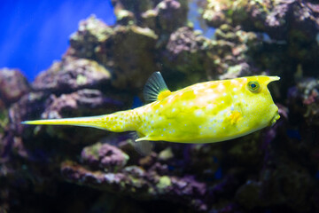 Cow fish in the aquarium