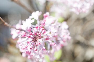 close up of flowers