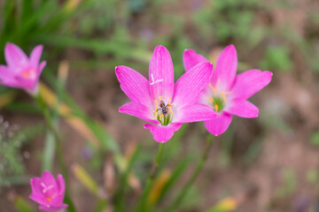Fototapeta premium Beautiful pink lily flowers pollinated by an insect.