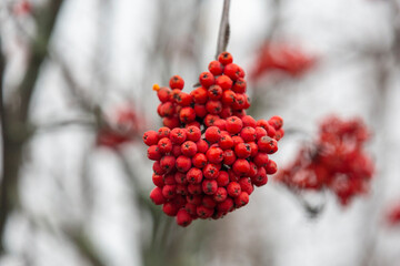 Rowan branch with berries in the autumn forest
